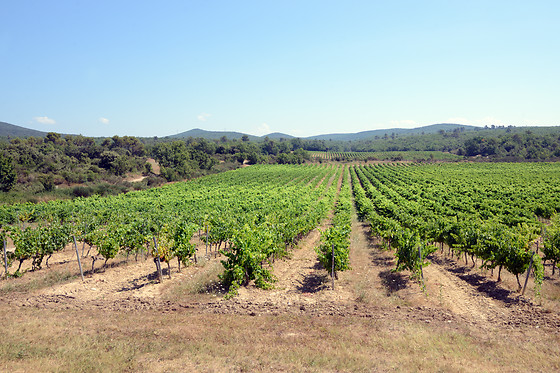 Les Terres de Saint Hilaire - photo 17