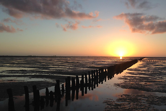 Wadlopen Pieterburen - photo 3