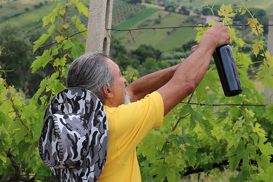 McCalin  vini artigianali - photo 2