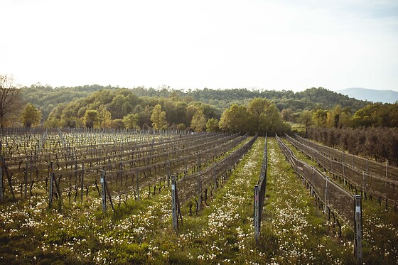 Podere dei Folli - photo 3