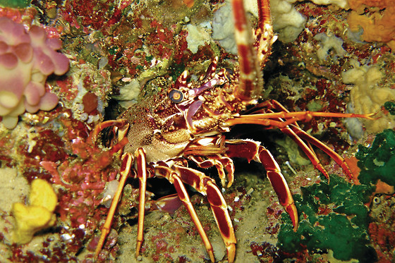 Diving In Elba - photo 1