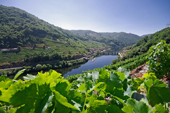 ADEGAS E VIÑEDOS VIA ROMANA - photo 7