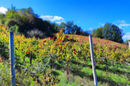 Tenuta De Lisio