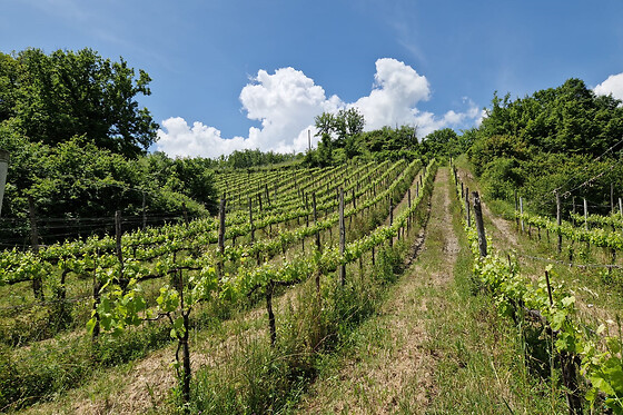 Tenuta De Lisio - photo 3
