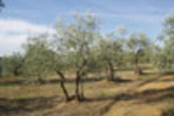 Il Cavallone Azienda Agricola - Azienda Agricola Il Cavallone di Nardi Francesco - photo 3
