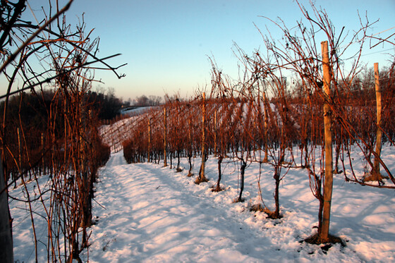 Antichi Vigneti di Cantalupo - photo 14