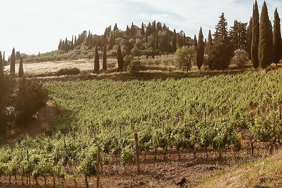 Begnardi Vini - photo 1