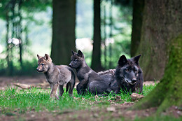 Parc Forestia