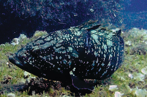 Diving In Elba - photo 2