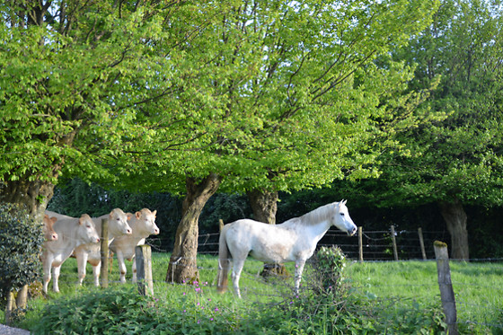 La Fontaine Fleurie - photo 10