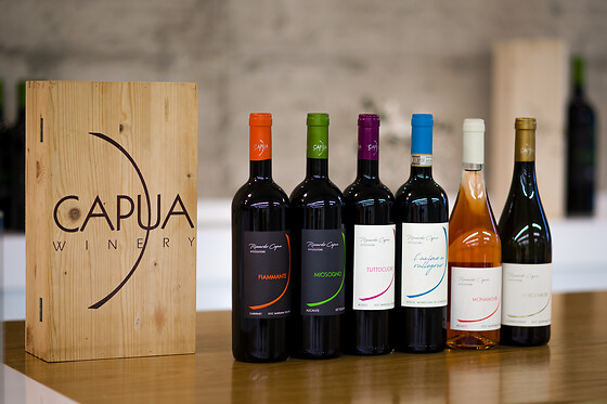 Capua Winery - photo 4
