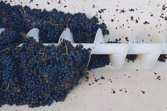 Matrignano Vini - photo 1