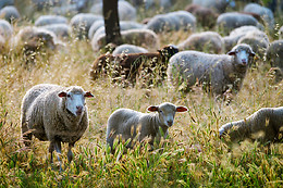 HERDADE DE COELHEIROS