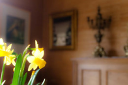 B&B Goudsbloempje